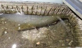 鳄雀鳝最新爆料新闻视频,最新爆料视频揭秘神秘生物真相