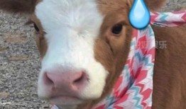 娱乐吃瓜酱素材图片,吃瓜酱视角下的明星幕后故事