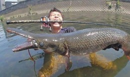 鳄雀鳝最新爆料新闻视频,最新爆料视频揭秘神秘生物真相