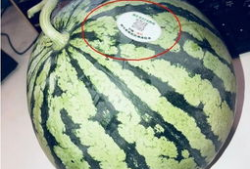 青岛的网红吃瓜