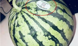 青岛的网红吃瓜